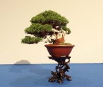 shohin juniper noelanders