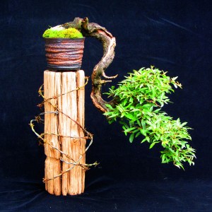 Cascade Blackthorn on the wire