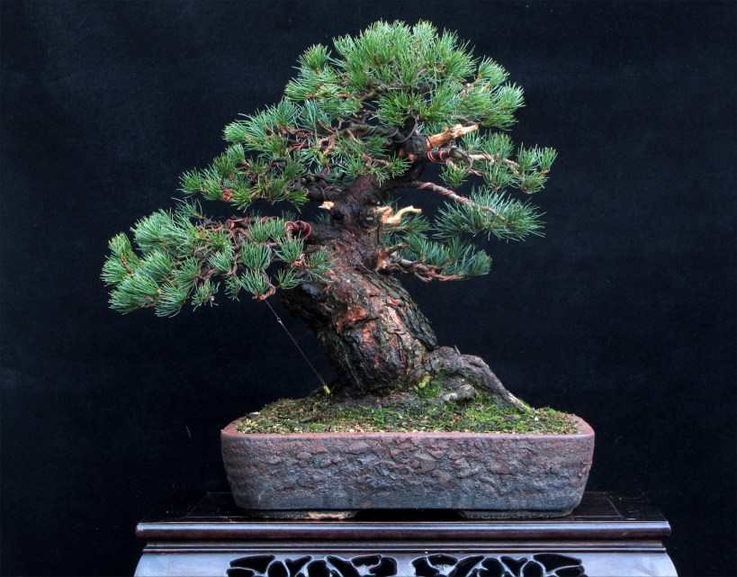 White Pine Bonsai styled
