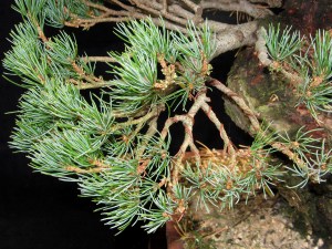 white pine wiring