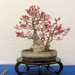 Ilex Serrata by John Brocklehurst