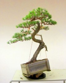 David Barlows Pine