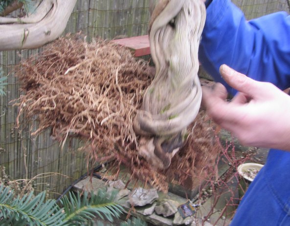 Polystyrene in pots 3