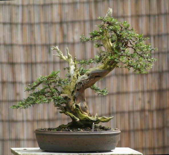 Kifu Yew original style