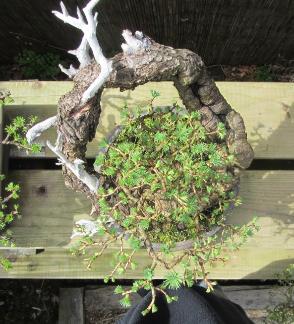 The view from above the tree