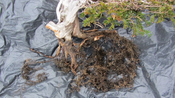 Here are the roots after removing the rock and cleaning the duff away