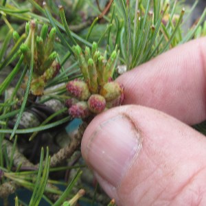 Pinching out the buds one at a time