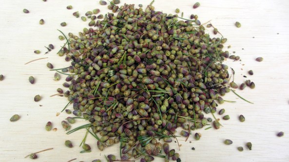 the buds that have been removed