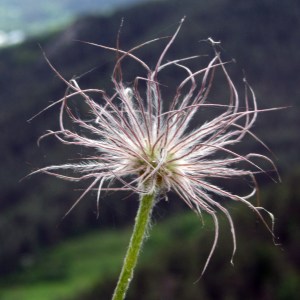 wild flower seed head