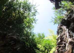 Inside a hollow with new growth in the canopy