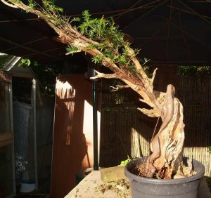 When the tree was collected in 2007