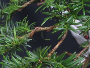 Inner needles removed to encourage back budding