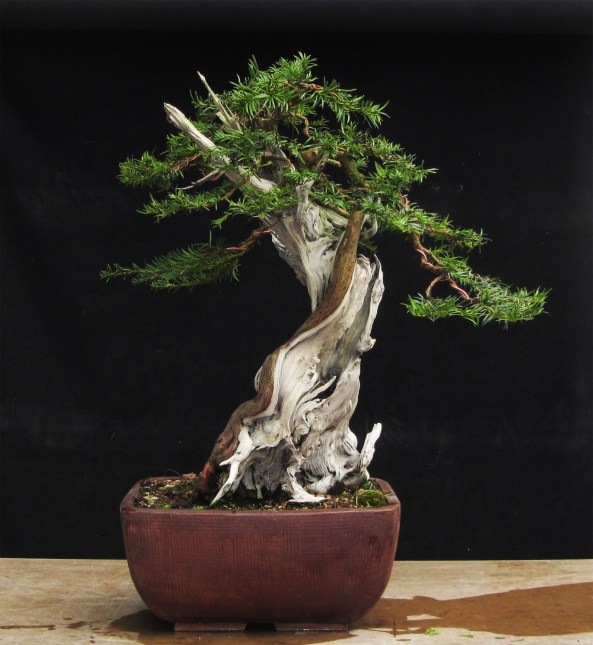 The Progressive styling 