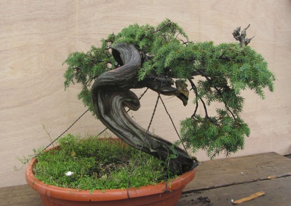Juniperus Communis 02