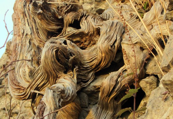 deadwood on Yew 2 1500