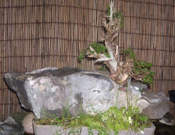 How the tree looked when first collected