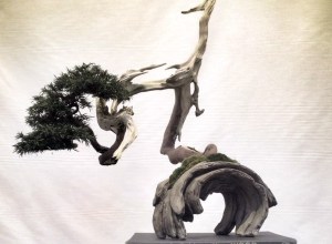 close up of the the tree