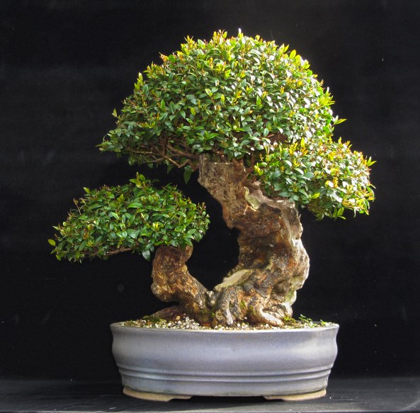 Myrtle 30-03-14 Blog