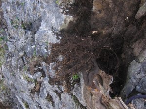 tree fallen out of cliff