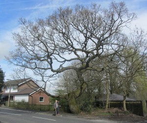 Full Oak tree