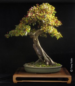 Tall Guy Hawthorn sept 14