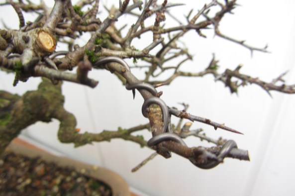Hawthorn trim Wire