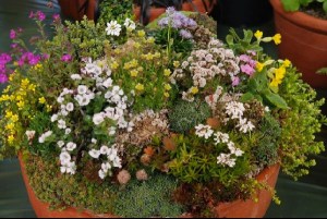 One of John Downes amazing miniature gardens
