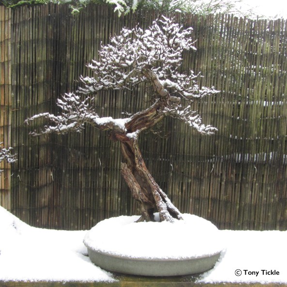 Tall Guy in the Snow