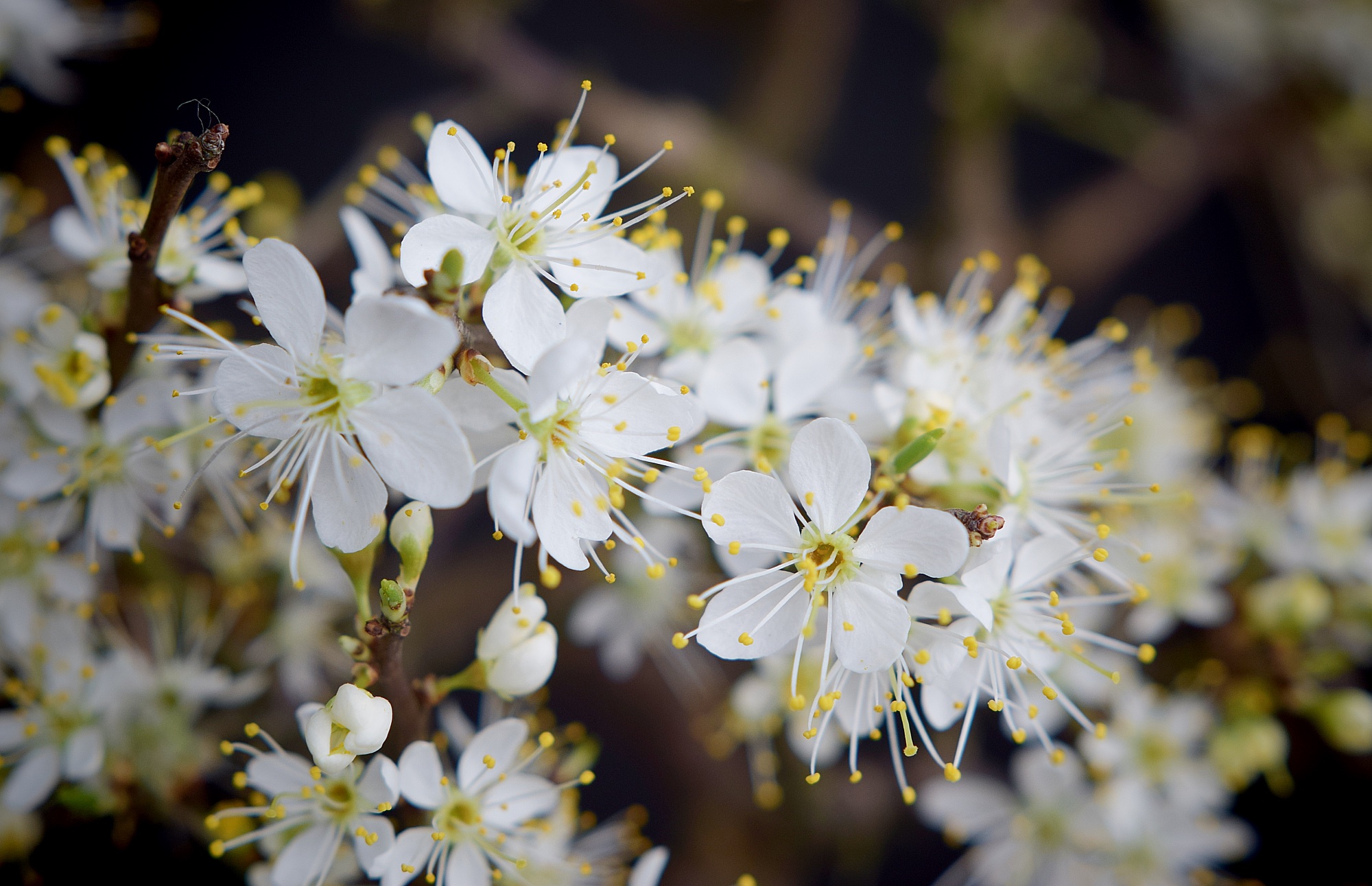 Blackthorn Flowers small