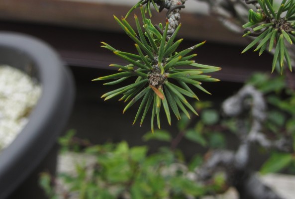 End bud removed in November the previous year