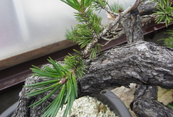 This is the branch where the end bud was retained