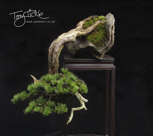 cascade-mugo-pine-fb