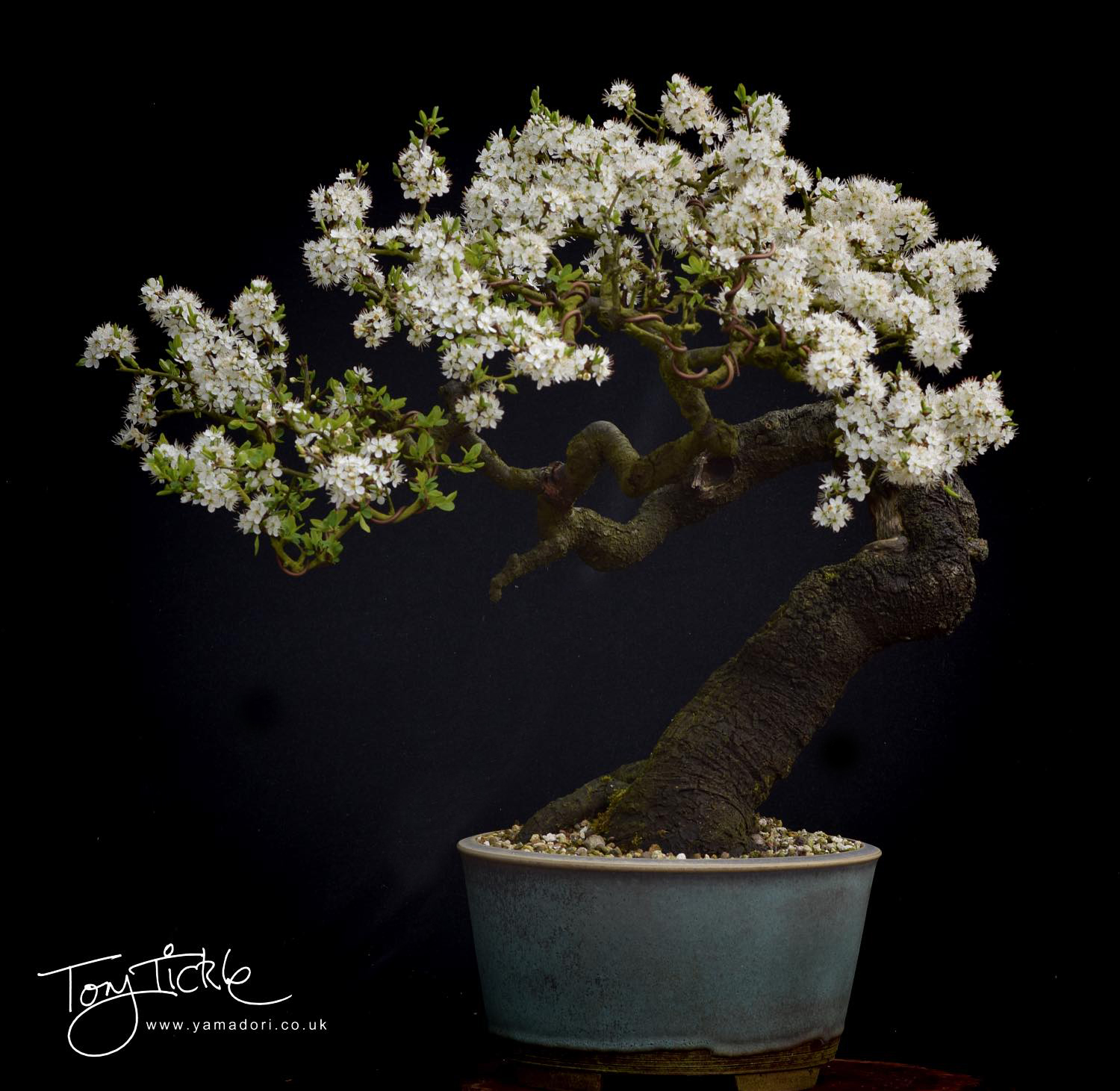 Large Prunus signature