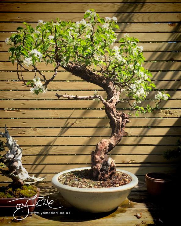 Prunus Mahaleb signature