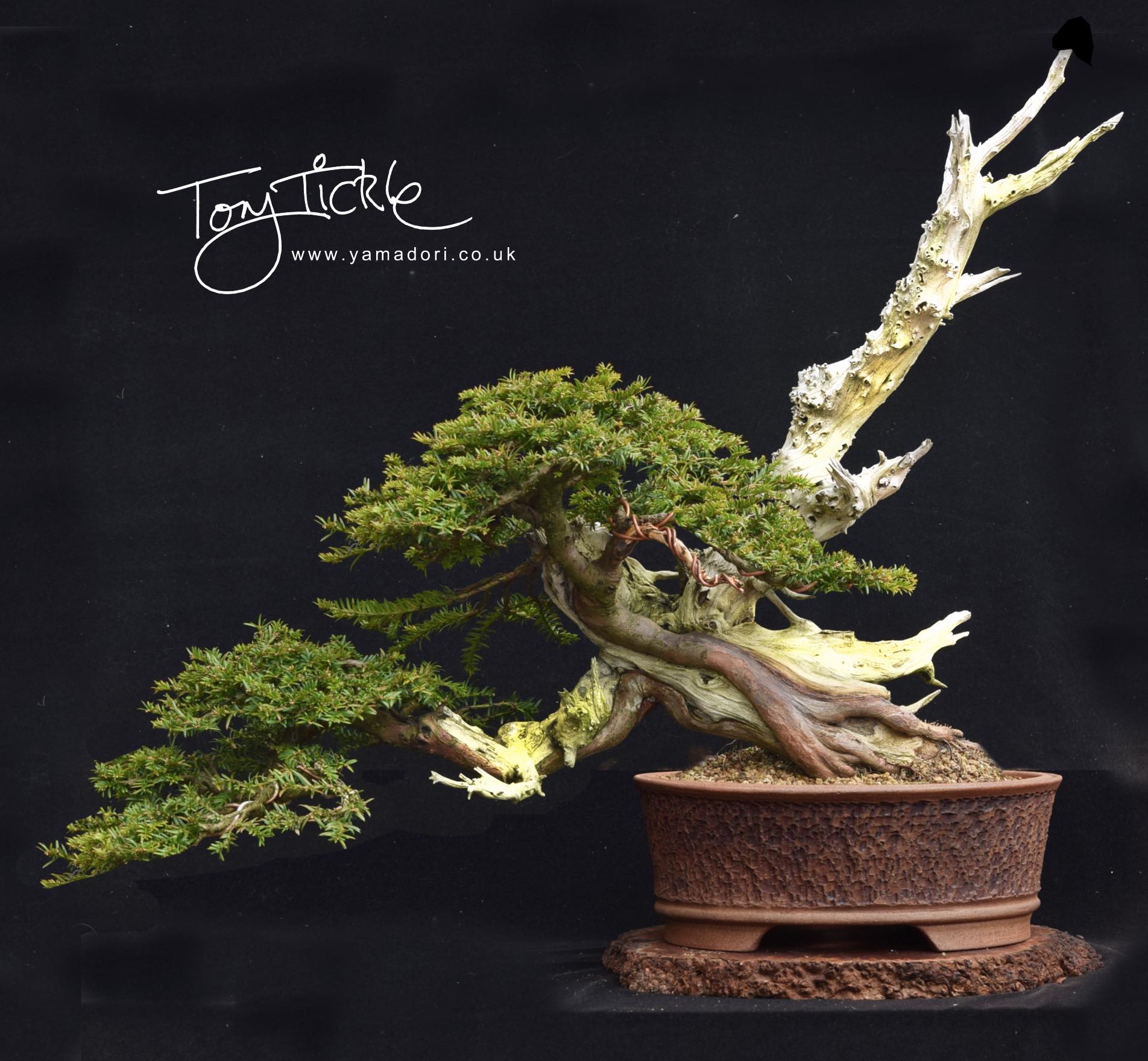 Han Kengai Yew Bonsai